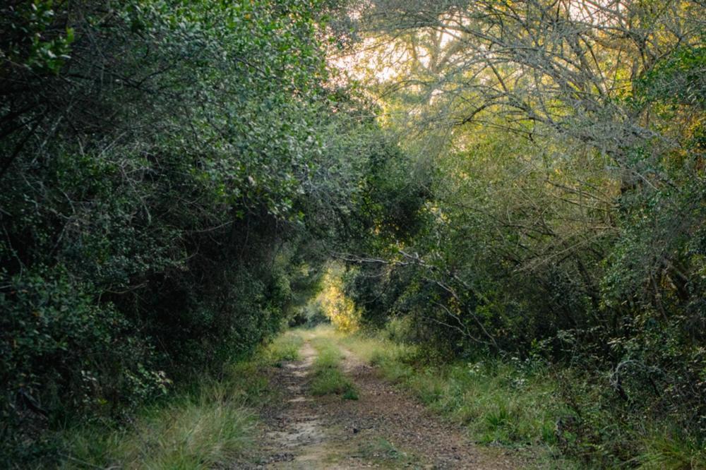 Forest Harmony Knysna Ngoại thất bức ảnh